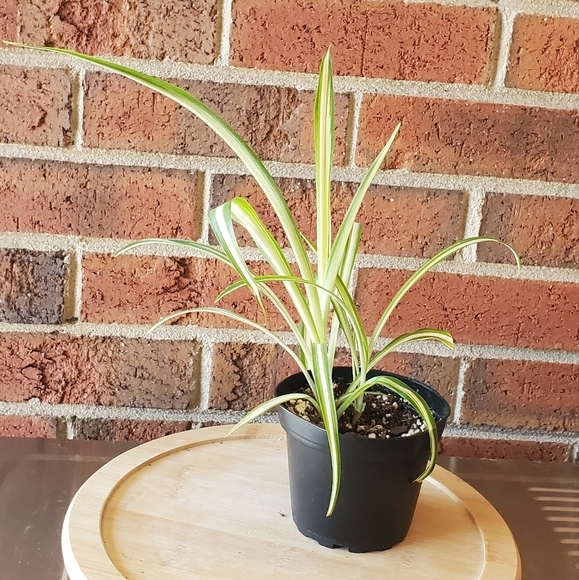 Spider Plant |  Chlorophytum comosum 3" pot - Picture 7 of 8